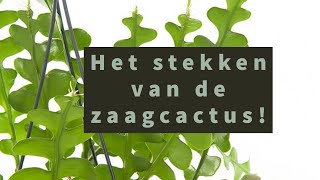 Zaagcactus stekken [upl. by Anillehs]