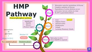 17 HMP pathway  Carbohydrate metabolism  Biochemistry  NJOY Biochemistry [upl. by Papp158]