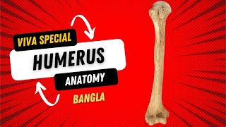 Humerus  Anatomy of Humerus  Bangla  Bones of Upper Limb [upl. by Cressy]