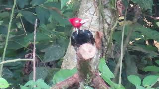 Pale billed Woodpecker [upl. by Map]