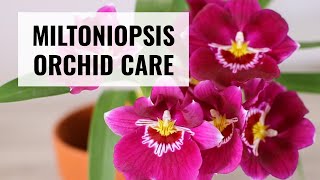 Miltoniopsis Orchid Care  How to Take Care of Miltoniopsis  CareCollab [upl. by Klug]