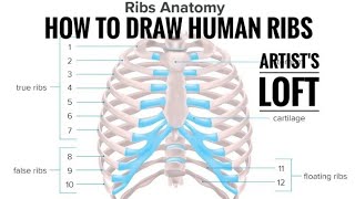 rib cage drawing  humanribs JEE NEET and other classes draw step by step [upl. by Gitel]