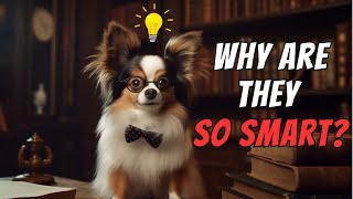 Papillon Facts 10 quotSmart Factsquot You Should Know [upl. by Kielty]