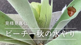 ビカクシダ【ビーチー】の秋の水やり｛Platycerium Veitchii｝ [upl. by Initirb671]