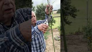 Tuteurer ses patates douces patatedouce conseil astuce tuteur tutorial jardinage nature [upl. by Elrak343]