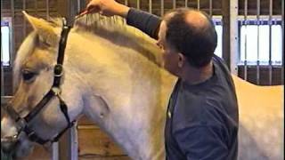 How To Cut a Norwegian Fjord Horse Mane  Part 1 of 2 [upl. by Careaga882]