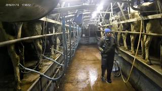 Milking at Tullyvernon Farm [upl. by Dianemarie]