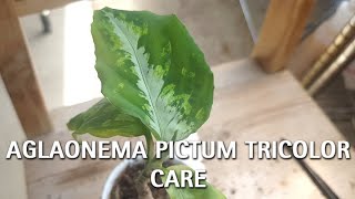 Aglaonema Pictum Tricolor Care Guide [upl. by Anahsor]