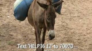 WVS Donkey Appeal [upl. by Tartan]