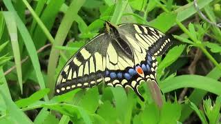 キアゲハ黄揚羽、黄鳳蝶Old World SwallowtailPapilio machaon [upl. by Suzette425]