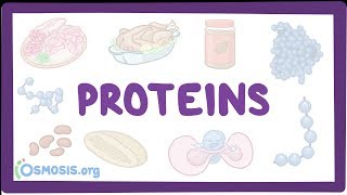 Proteins [upl. by Williamsen581]