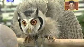 Meet the incredible Japanese transforming owl [upl. by Dnalrag]