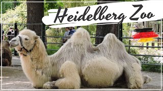 Heidelberg Zoo Germany [upl. by Unders]