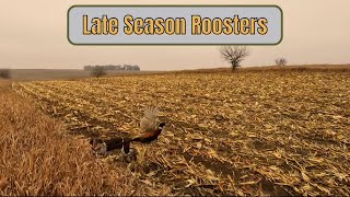 Late Season Pheasants 2024 [upl. by Nojid]