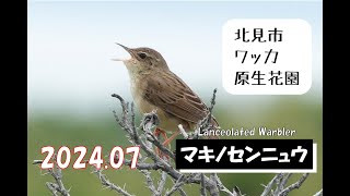 「マキノセンニュウ ～北見市 ワッカ原生花園～」 [upl. by Enawtna]