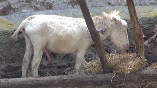 Asinara  isola Sardegna  documentario [upl. by Dessma]