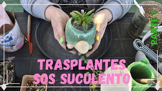 SOS suculento💗🪴🦋Trasplantes [upl. by Cowles241]