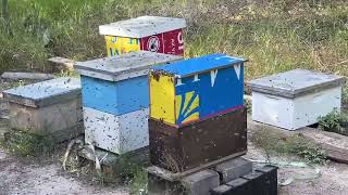 Once In A Lifetime  The Incredible SelfCatching Honeybee Swarm Moves In With Existing Colony [upl. by Siraj]