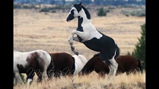 Wild Horses  Mustangs of Oregon [upl. by Aleina940]