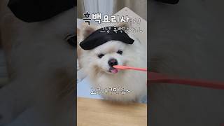 흑백요리사 이번엔 고구마구만유🍠 funny 흑백요리사 pomeranian doglover [upl. by Ailb]