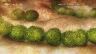 Immune System  Fighting Infection by Clonal Selection 2009 Etsuko Uno wehitv [upl. by Cohlier]