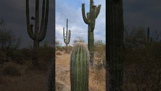 Saguaro Trio cactus saguaro sonorandesert nature shorts plants gardening cacti desert [upl. by Aniteb138]