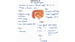 HIRSCHSPRUNGS DISEASE NOTES ONE PAGE NOTES  LARGE INTESTINE  SURGERY  4TH PROFF  MBBS [upl. by Favian]