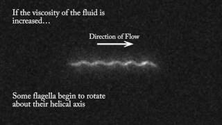 Bacterial flagella in a viscous shear flow [upl. by Htaek]