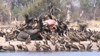 Imvelo Safari Lodges  Vultures feeding on an elephant [upl. by Loveridge245]