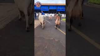 Brazil Gir lendo breed girbull cow viralvideo animals animals cowlover [upl. by Oric]