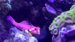 Species Spotlight Ruby Red Dragonet Synchiropus sp [upl. by Akinnor]