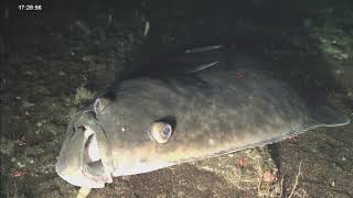 Pacific Halibut at Seamount [upl. by Cheke350]