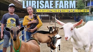 REVIEW ISI KANDANG LURISAE FARM‼️BERANEKA JENIS KAMBING PERAH DAH KAMBING HIAS [upl. by Diamante]