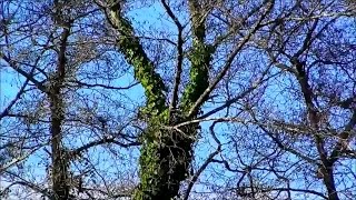 Relax  Bindweed on tree trunks swaying gently with wind in woods [upl. by Thea]