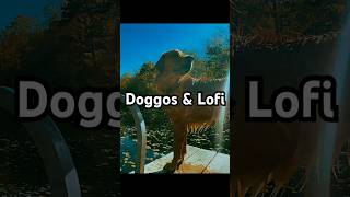 Doggos amp Lofi doggo lofi [upl. by Meagher]