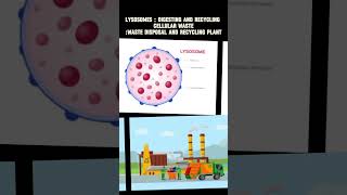 cell organelles and function biology physicswallah scienceandfun [upl. by Bascomb]