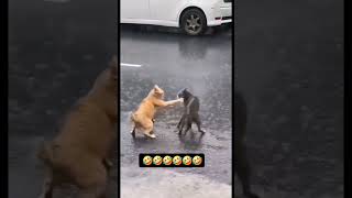 🐈Funny Cats Videos 🐱 cats funny comedy shorts whatsappstatus trending catlover fyp ff [upl. by Htiduy]