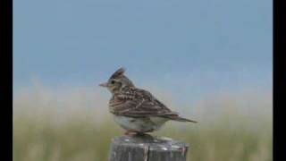 The Lark Ascending  Ralph Vaughan Williams [upl. by Farah]