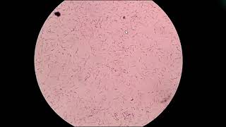 Class 12  Megasporogenesis amp Megagametogenesis  NCERT [upl. by Netsew18]