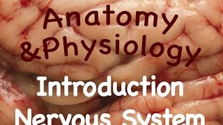 Nervous System  Introduction to the Nervous System 1001 [upl. by Joelie]