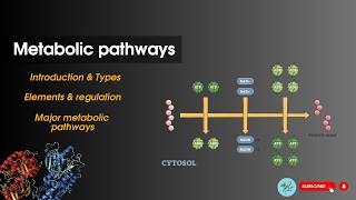 Metabolic pathways Introduction  Bioenergetics Biochemistry [upl. by Nathanael185]