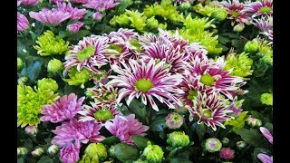 New Chrysanthemum Varieties [upl. by Web]