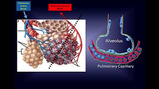 Intravenous Vitamin C Pathway to a New Therapy to Save Lives [upl. by Nylteak]