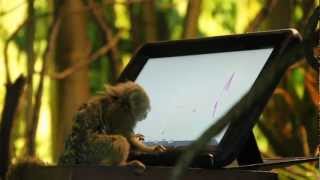 A Bronx Zoo Monkey Gets An iPad [upl. by Htessil]