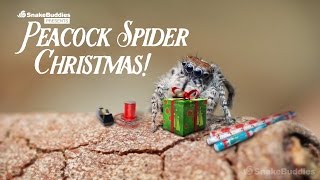 A Peacock Spider Christmas [upl. by Ingrim]