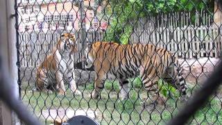 Tigers Fighting Busch Gardens [upl. by Kalagher]