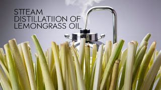 Steam Distillation of Lemongrass Oil StepbyStep Process for Purity [upl. by Tine]