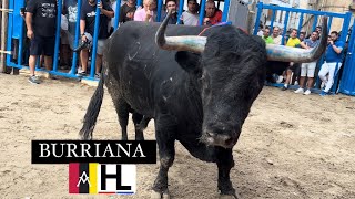 BURRIANA 2924 TOROS CERRILES DE CARMEN VALIENTE TORREALTA Y VACAS DE MONFERRER [upl. by Gilroy]