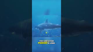 Great White Sharks Understanding Their Low Reproductive Rate [upl. by Ardnazxela]