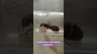 Camponotus Maculatus Subnudus 😍😍 [upl. by Swehttam21]